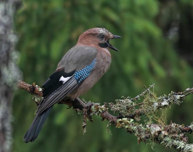 Gaai tussen de bomen in een Nederlands bos
