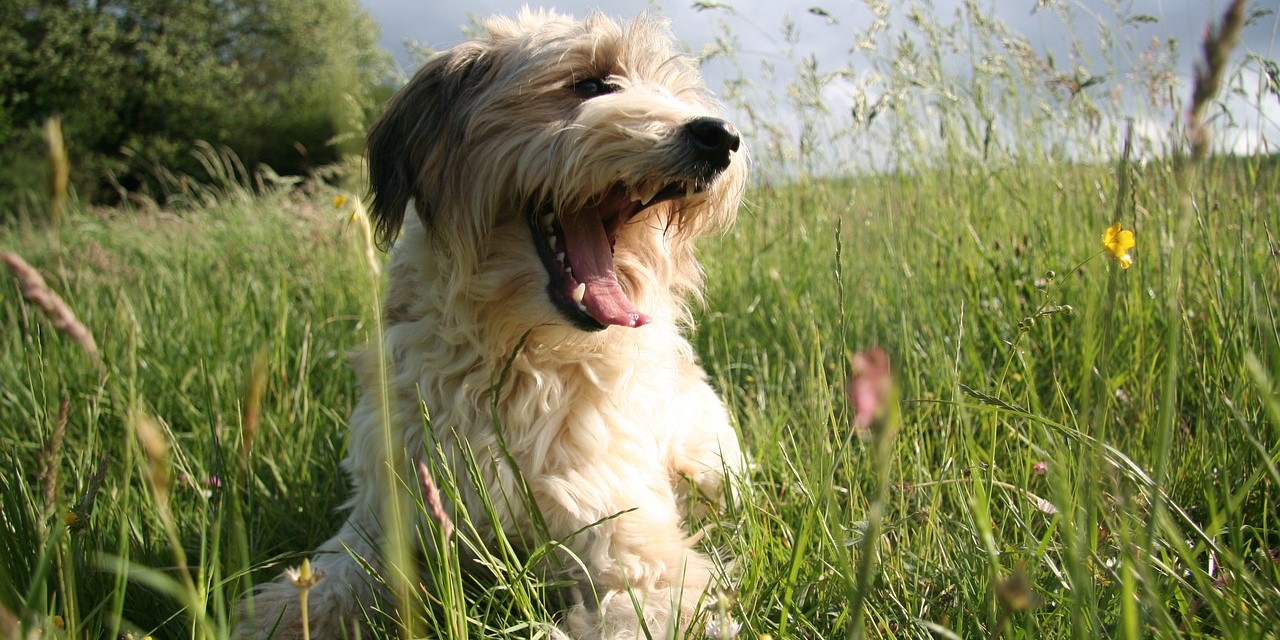 Hond in het gras