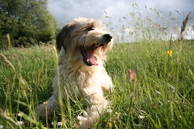 Hond in het gras