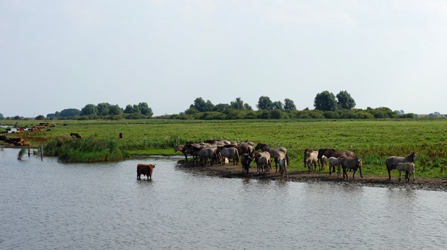 grote grazers konikpaarden