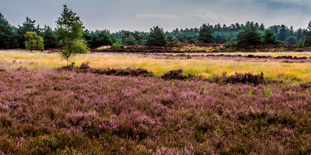 Grenspark Kalmthoutse Heide