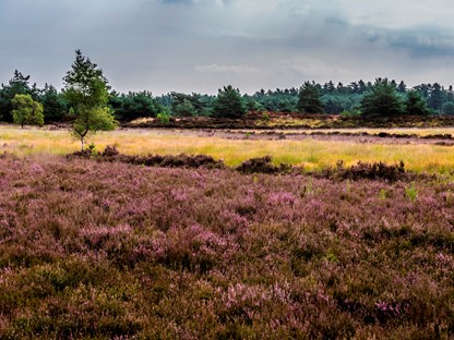 Grenspark Kalmthoutse Heide