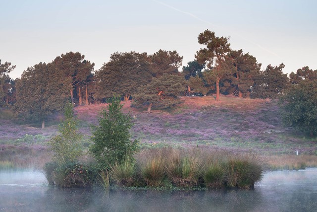 In de dalen tussen de duinen liggen de prachtige vennen van het Quin. 
