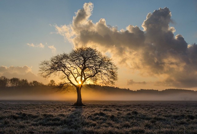 Boom in de mist op de hei