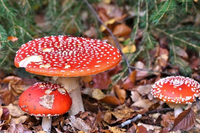 Vliegenzwammen Tankenberg