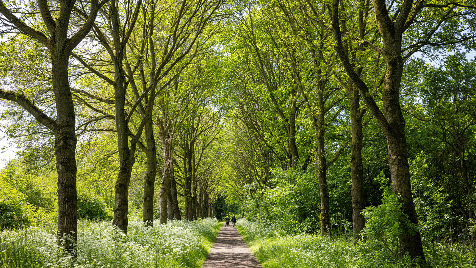 Wandelaars op pad in Natuurpark Lelystad