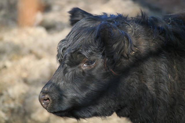 Galloway