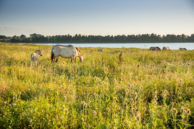 Konikpaarden in RivierPark Maasvallei © Peter Baas