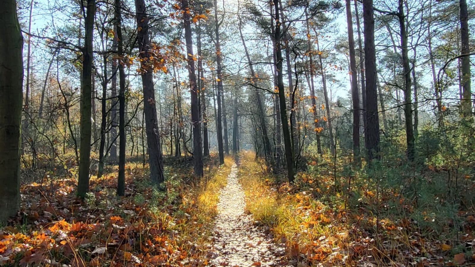 Wandelroute NP Dwingelderveld Anserdennen Route Dwingelderveld