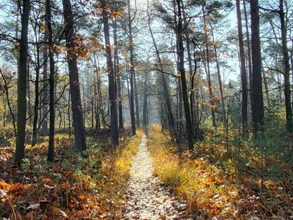 Wandelroute NP Dwingelderveld Anserdennen Route Dwingelderveld
