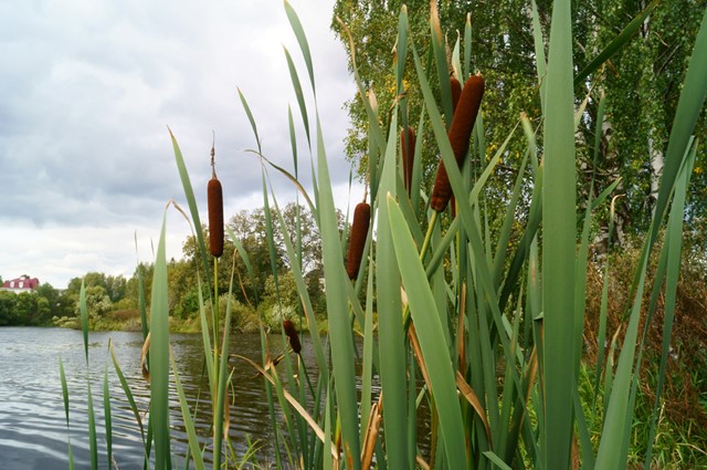 stengels lisdodde aan het water,
