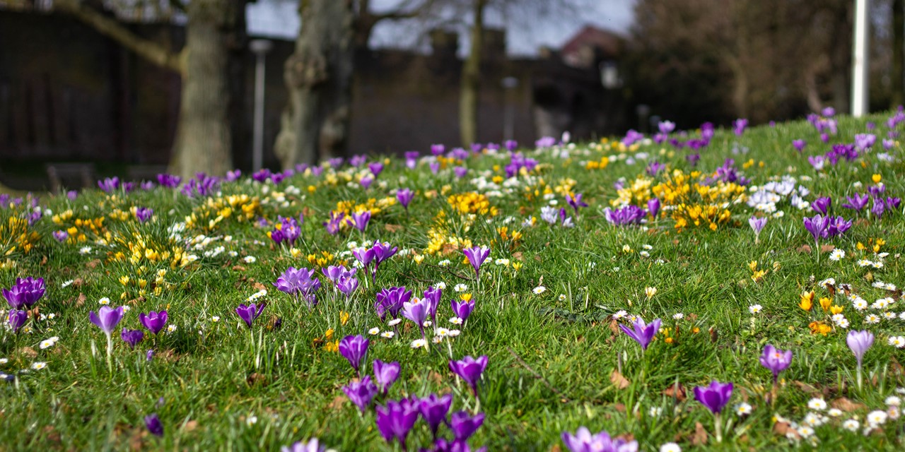 Stinzenplanten