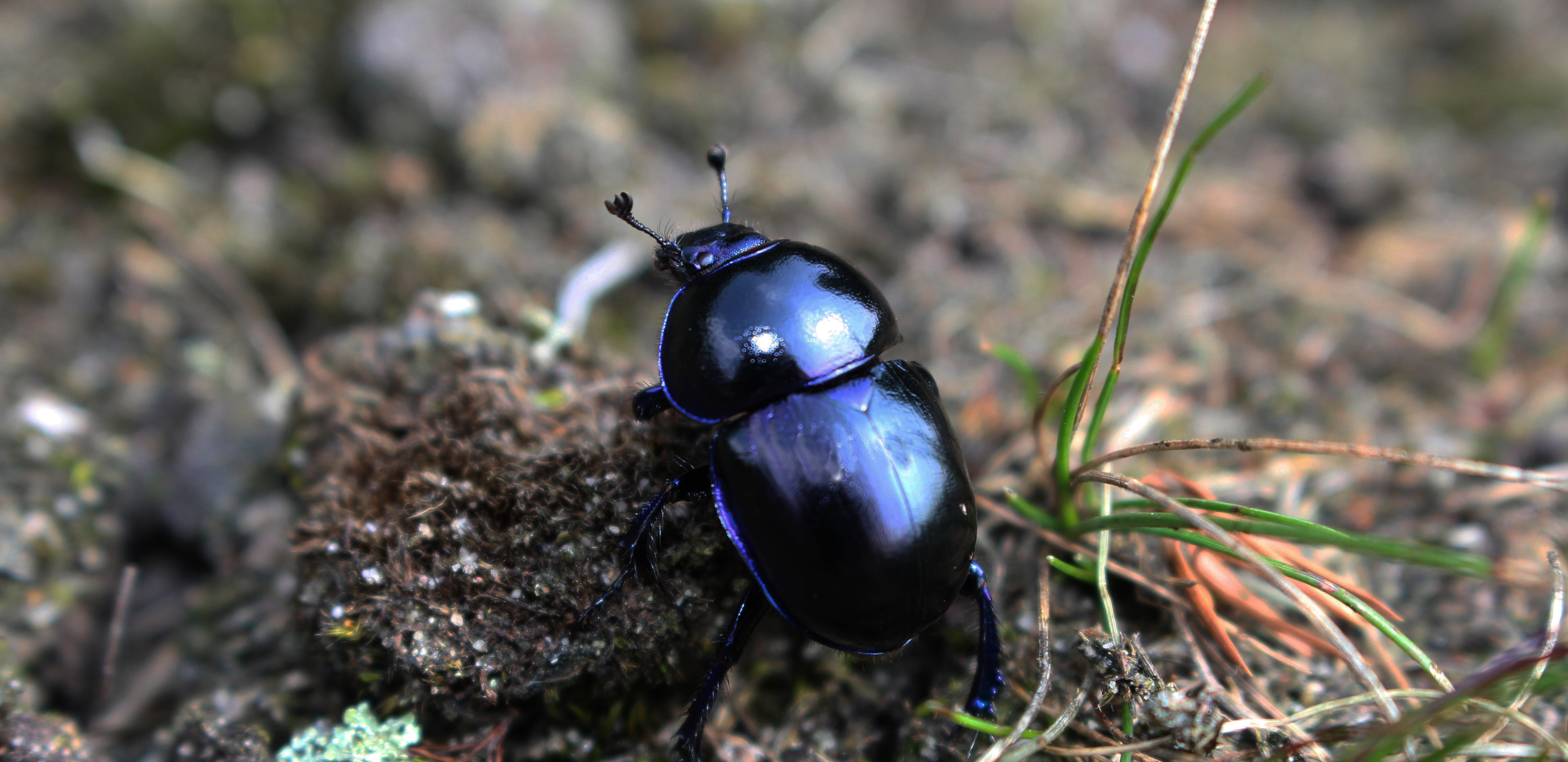 Hanne's Wandelwereld: mestkever