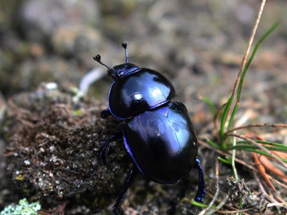 Hanne's Wandelwereld: mestkever