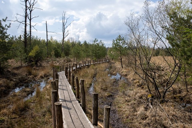 plankenpad loopt door het moerasachtige gebied van het Dwingelderveld.