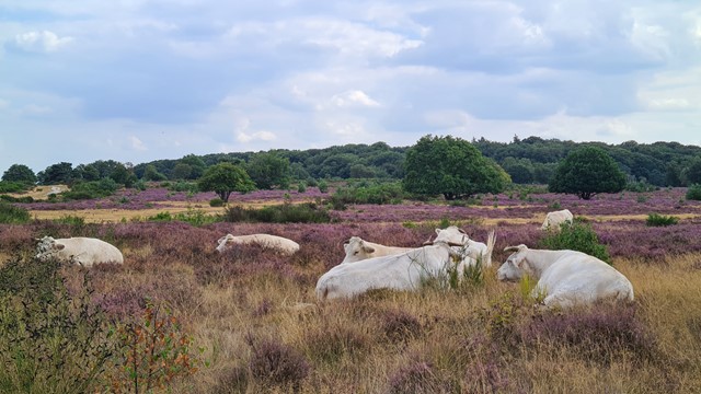 afbeelding van liggende witte runderen op de paarse heide.