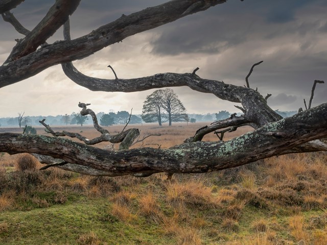 Kampina