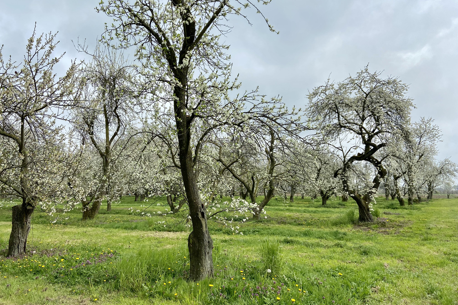 afbeelding van een fruitboomgaard.