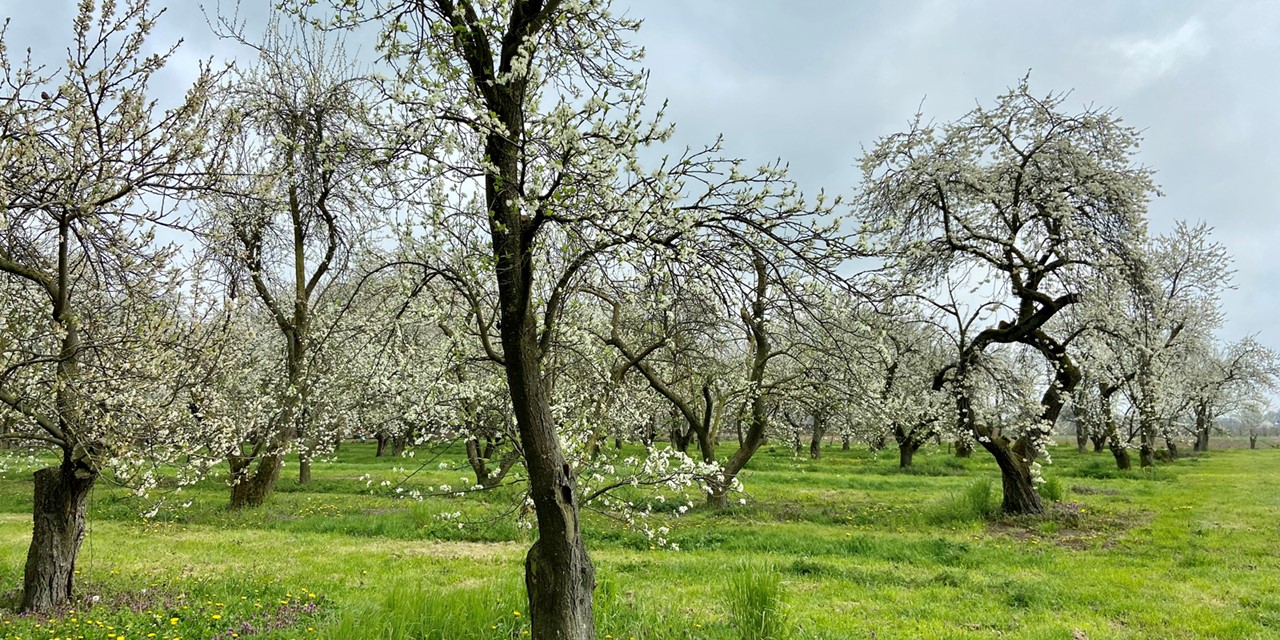 afbeelding van een fruitboomgaard.