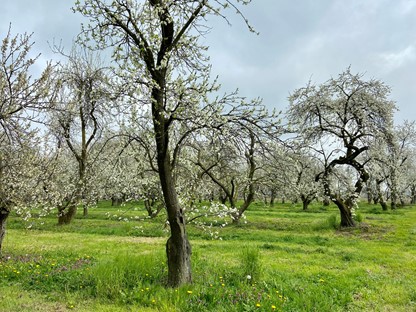 afbeelding van een fruitboomgaard.