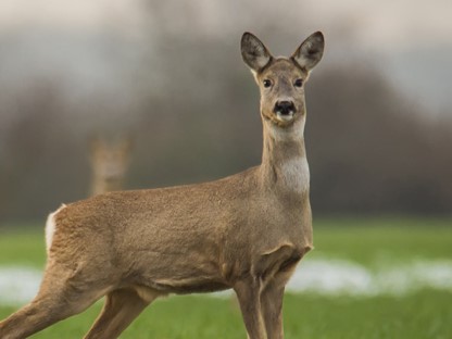 Hanne's Wandelwereld: reeën(sporen)