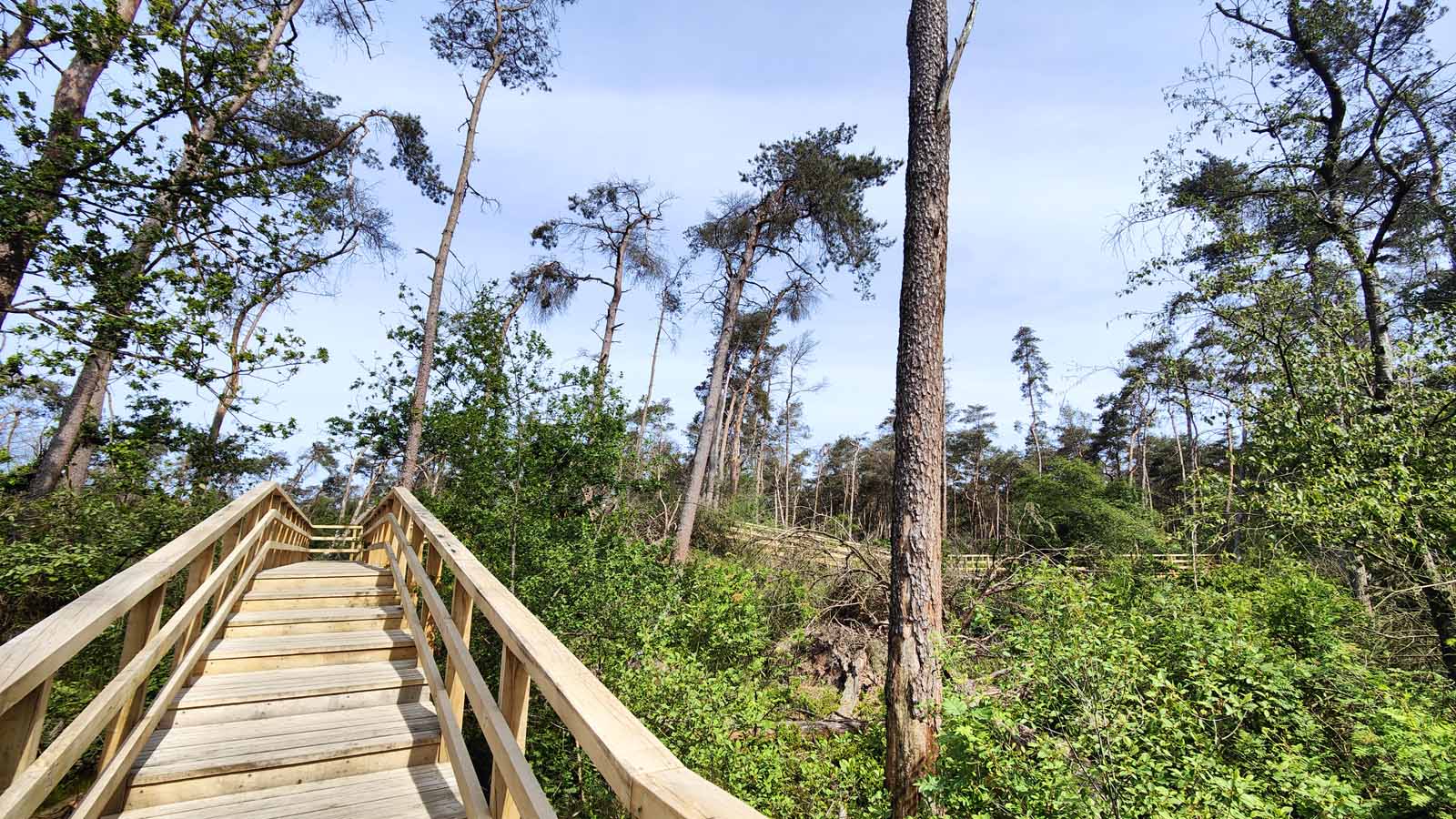 Stormpad over ruige natuur en omgevallen bomen.