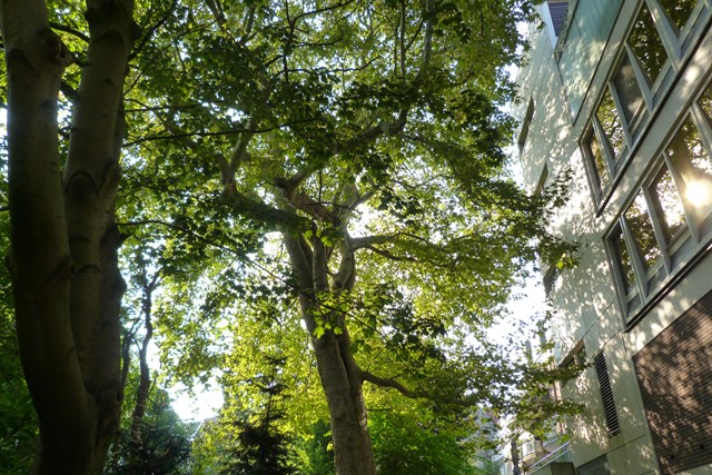 afbeelding van een Oosterse plataan in Amsterdam.
