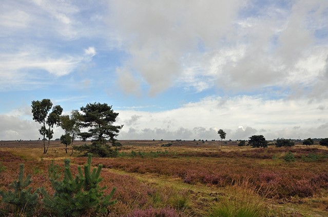 Het Rozendaalse veld bij Arnhem