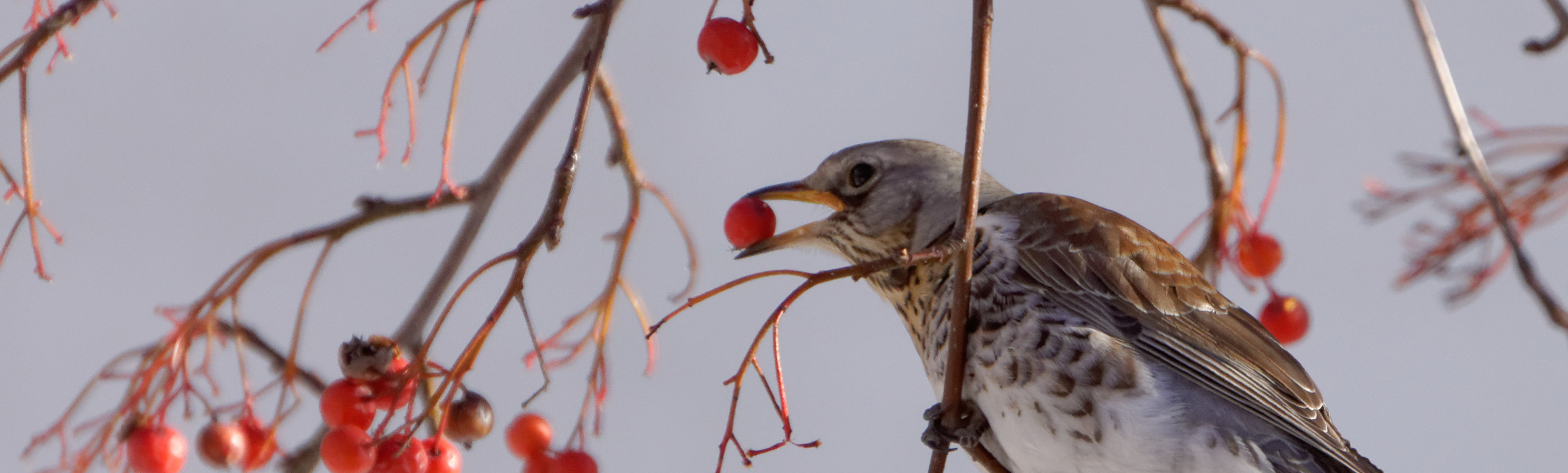 Hanne's Wandelwereld: vogeltrek