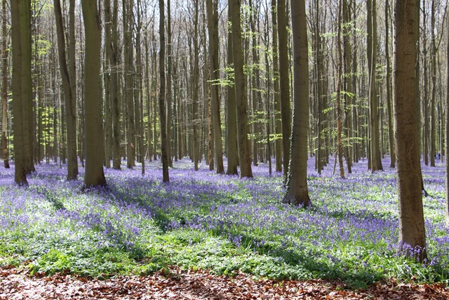 Veld stinzenplanten