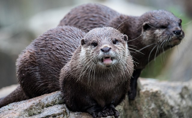 Afbeelding 2 | Wandelen langs wateren met otters
