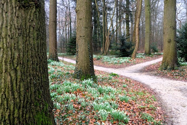 Wandelroute Landgoed Hackfort Tichelmanroute; Bospad Tichelmanroute