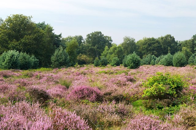 een veld met paarse heide en groene bomen