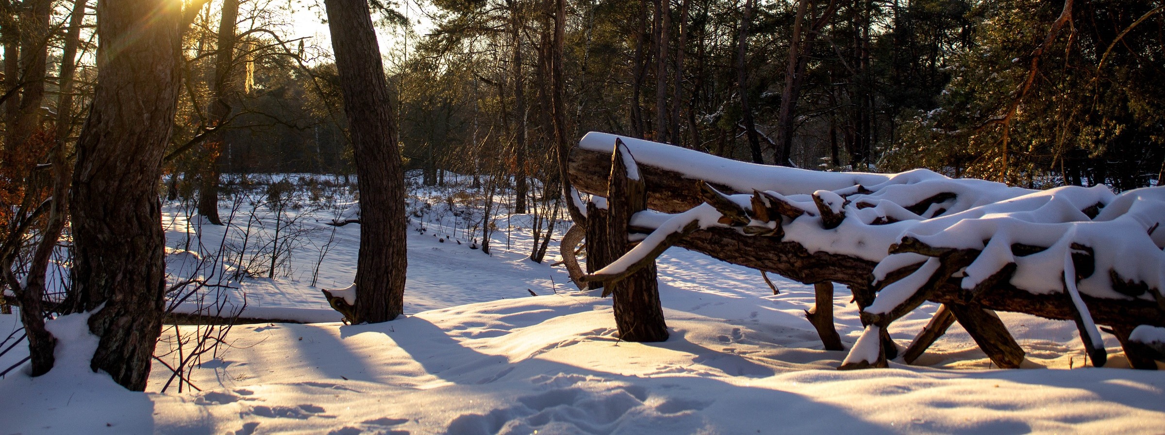 Hanne's Wandelwereld: wat doet de kou met de natuur?