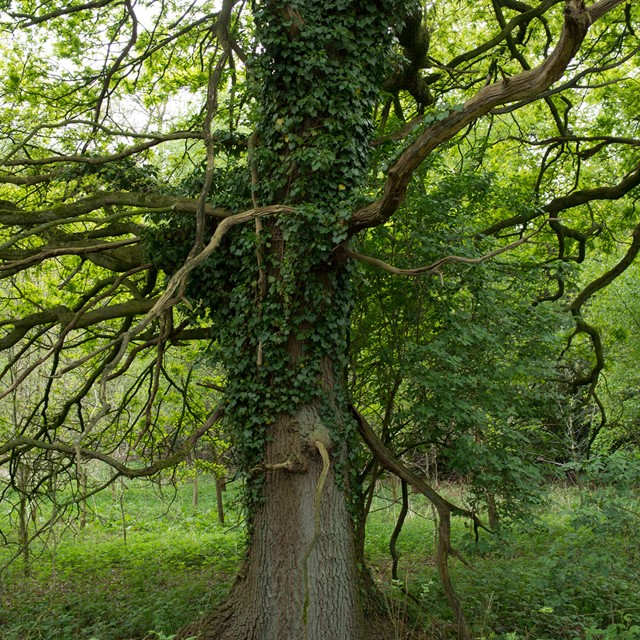 afbeelding van een boom begroeid met klimop, in het groen.
