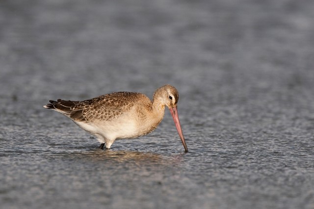 Grutto Lauwersmeer