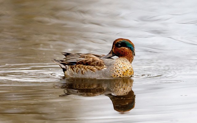 Wintertaling