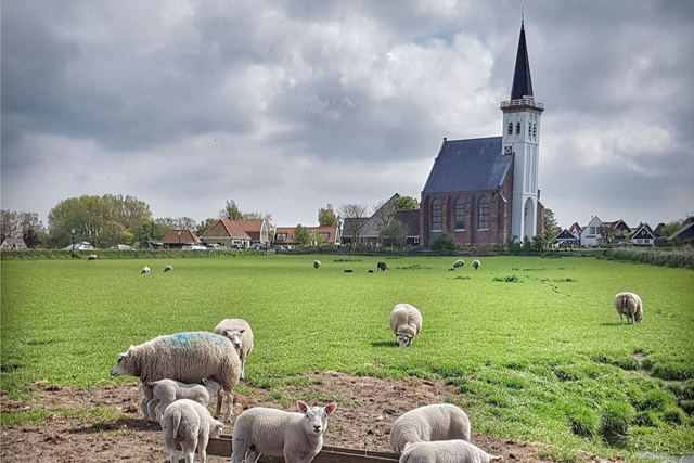 Wandelroute Texel Rondje Den Hoorn; Omgeving Den Hoorn