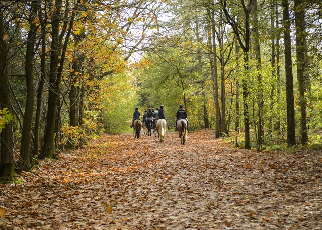 afbeelding van ruiters in het bos.
