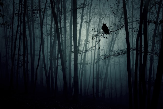 Afbeelding van de natuur in de nacht