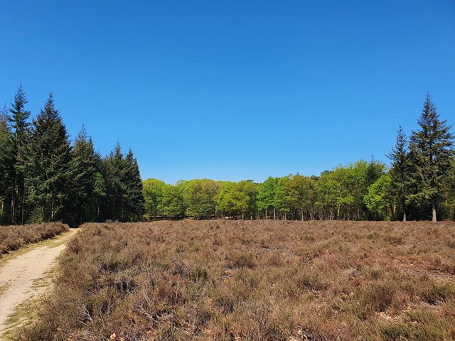 Heidegebied bij Ede