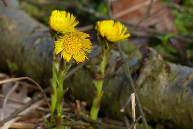 afbeelding van gele bloempjes: het klein hoefblad.