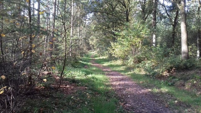 Bossen bij Doorn