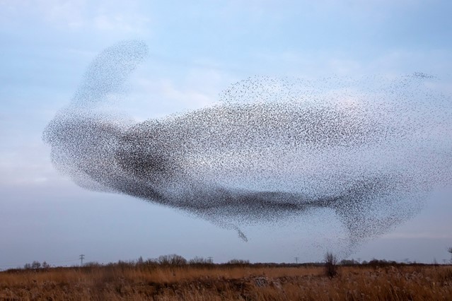 7x Bijzondere natuurverschijnselen in de winter; spreeuwenzwerm.