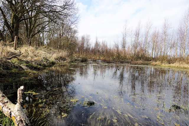 afbeelding van het waterrijke landschap in de Dintelse Gorzen