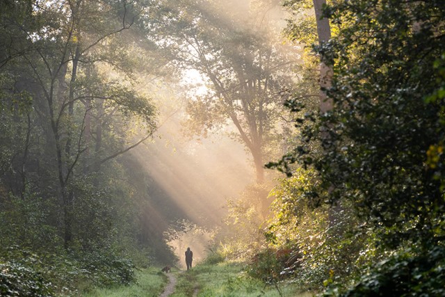 Wandelen door een rijk en gevarieerd bos.