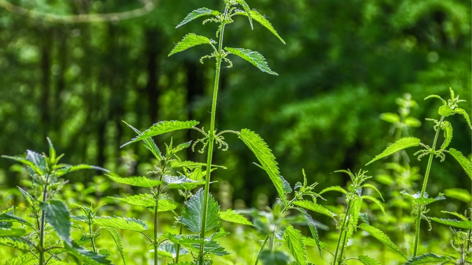 Jeuk Van Brandnetels Dit Kun Je Doen
