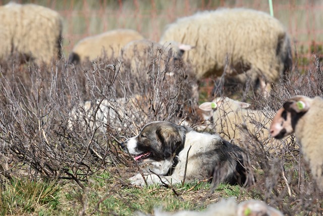 hond zit rustig tussen de schapen op de heide.