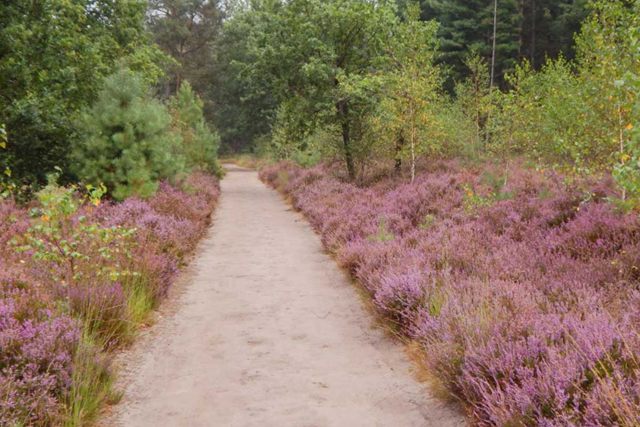 Cartierheide