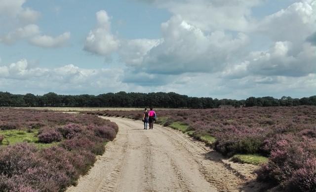 Ginkelse Heide